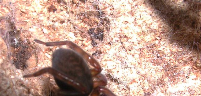 Amaurobius sp.